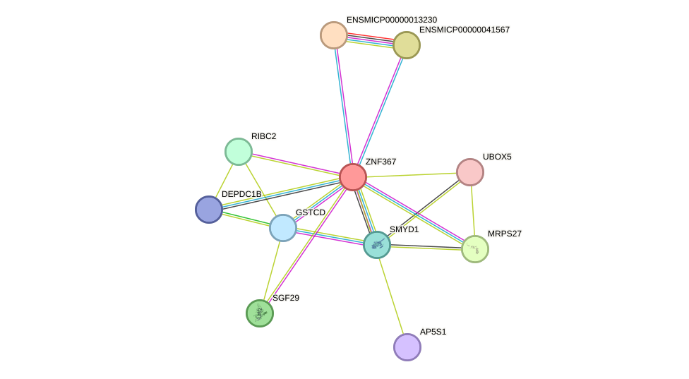 STRING protein interaction network