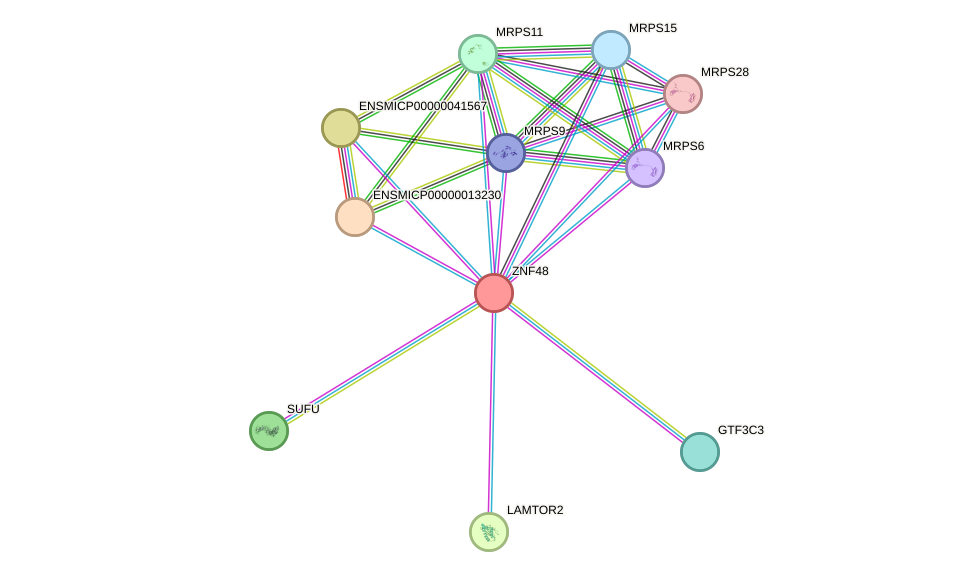 STRING protein interaction network