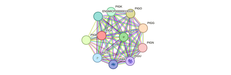 STRING protein interaction network