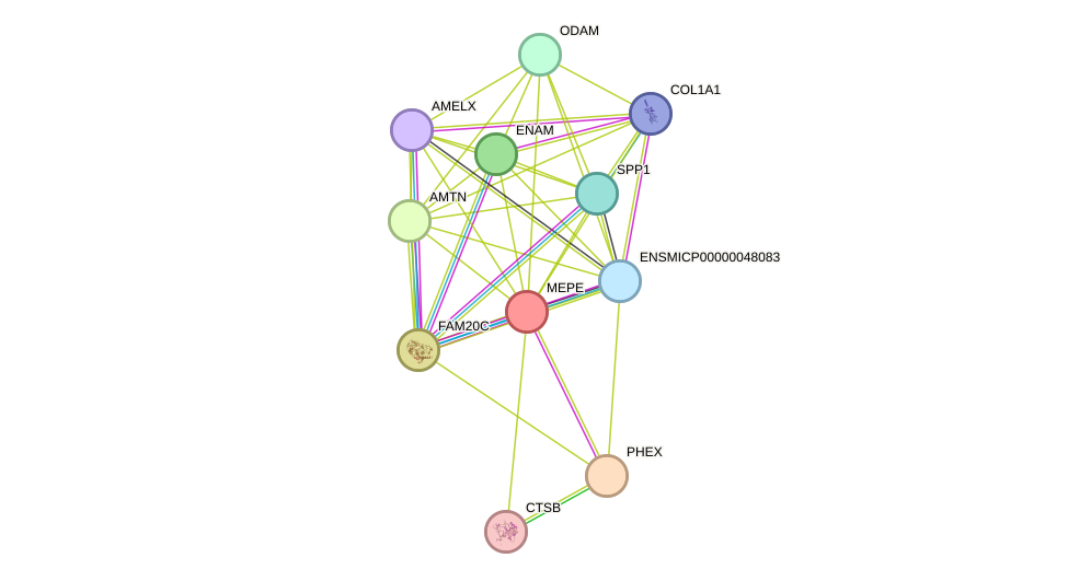 STRING protein interaction network