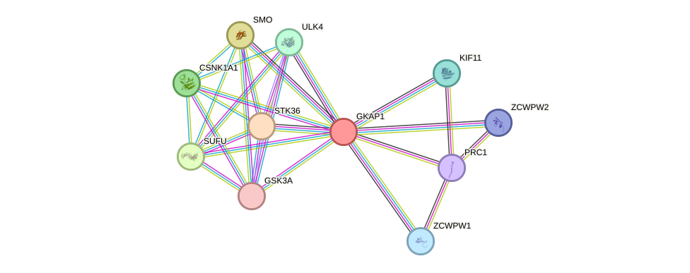 STRING protein interaction network