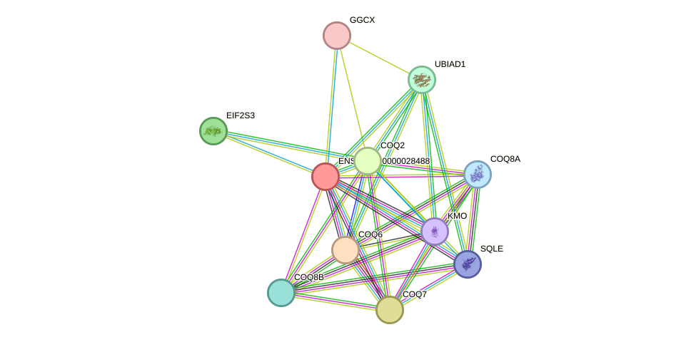 STRING protein interaction network