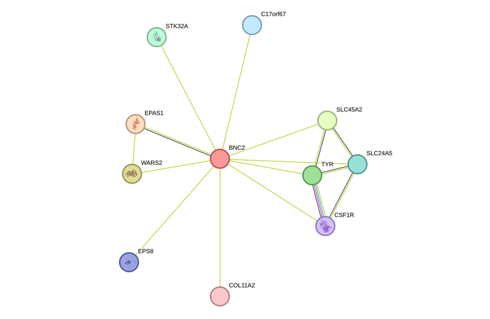 STRING protein interaction network