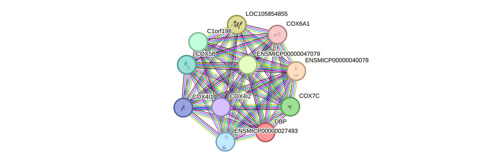 STRING protein interaction network