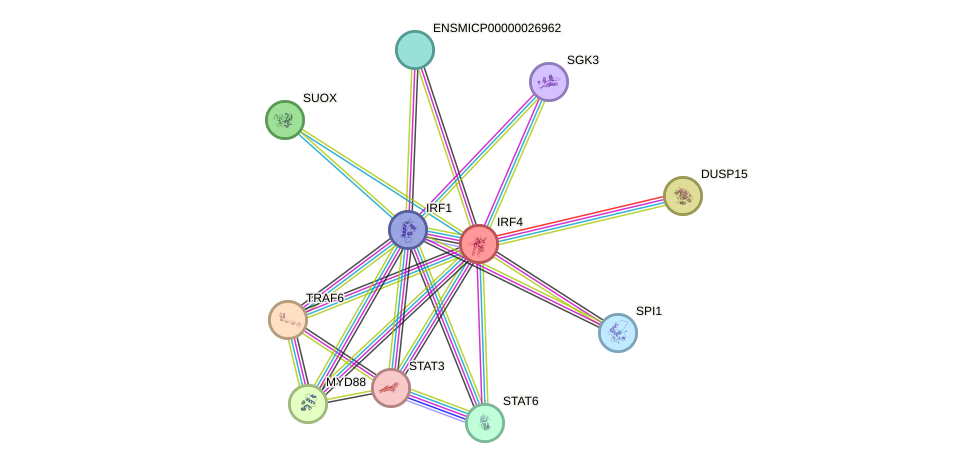 STRING protein interaction network