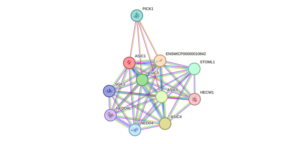 STRING protein interaction network