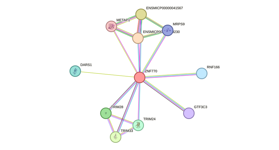 STRING protein interaction network