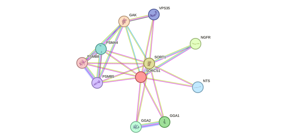 STRING protein interaction network