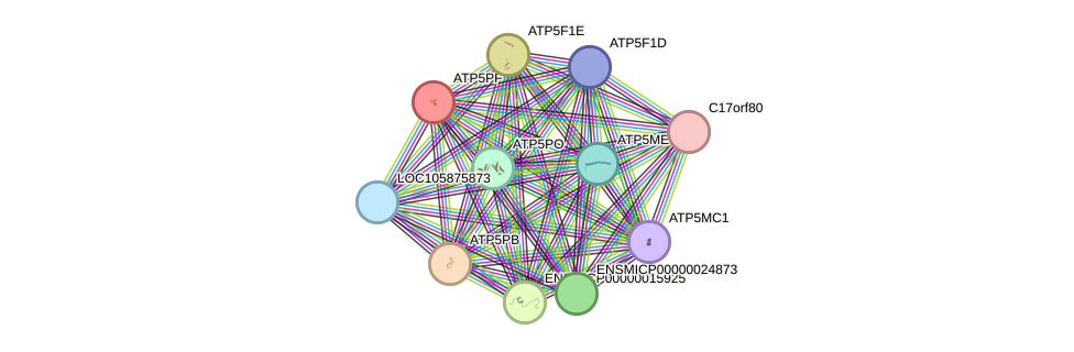 STRING protein interaction network