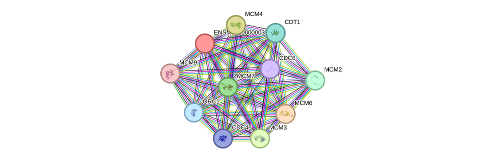 STRING protein interaction network