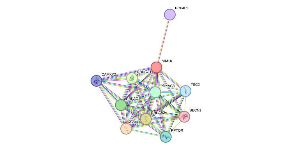 STRING protein interaction network