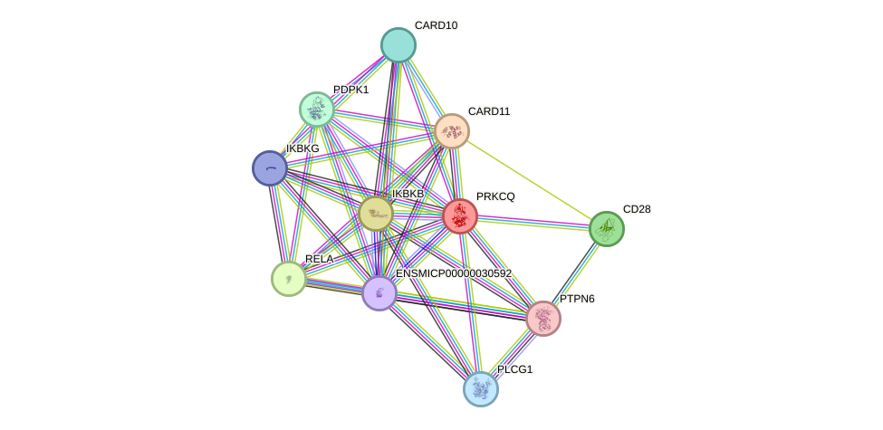 STRING protein interaction network