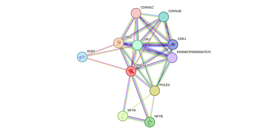 STRING protein interaction network