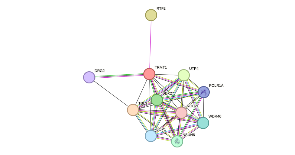 STRING protein interaction network