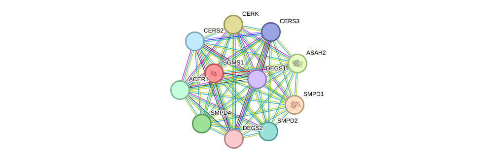 STRING protein interaction network