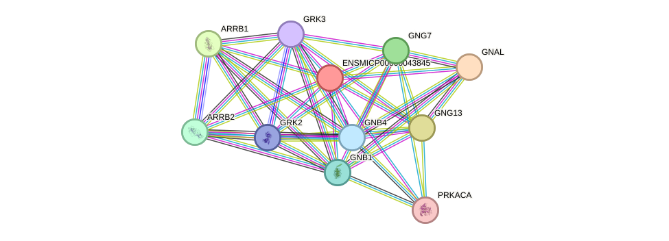 STRING protein interaction network