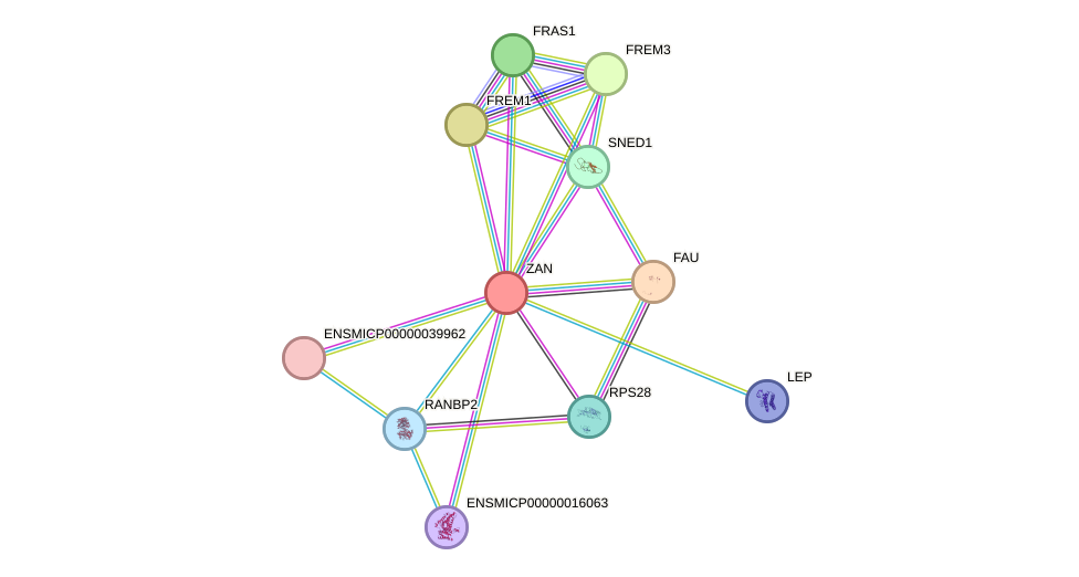 STRING protein interaction network