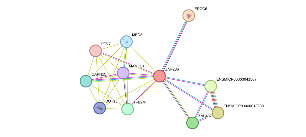 STRING protein interaction network