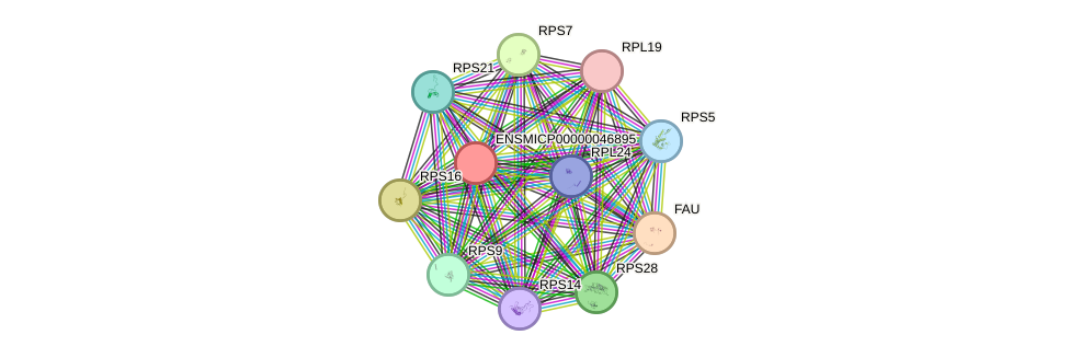 STRING protein interaction network