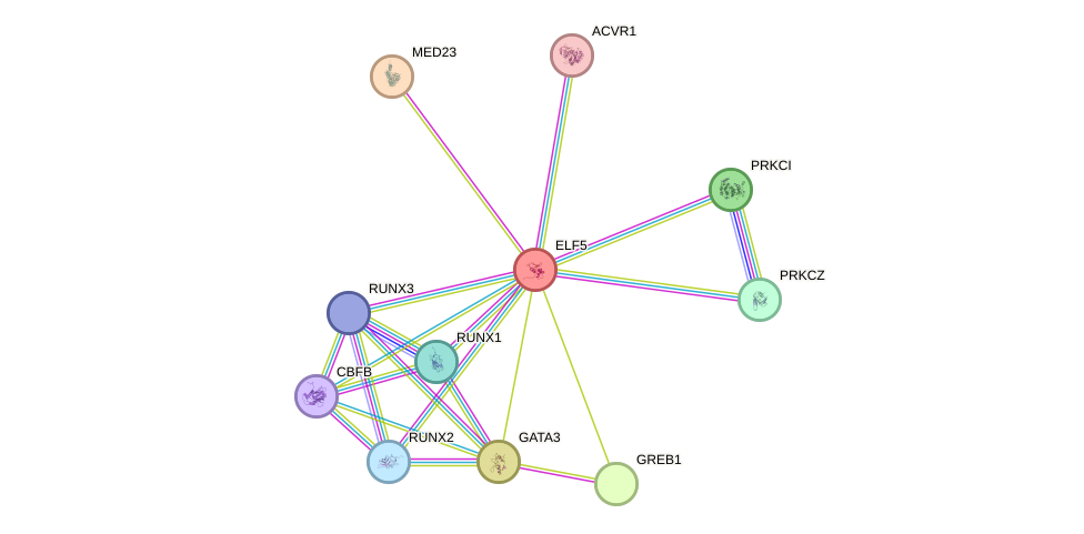 STRING protein interaction network