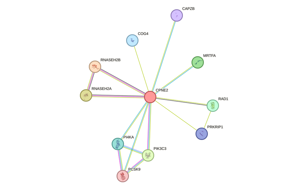 STRING protein interaction network