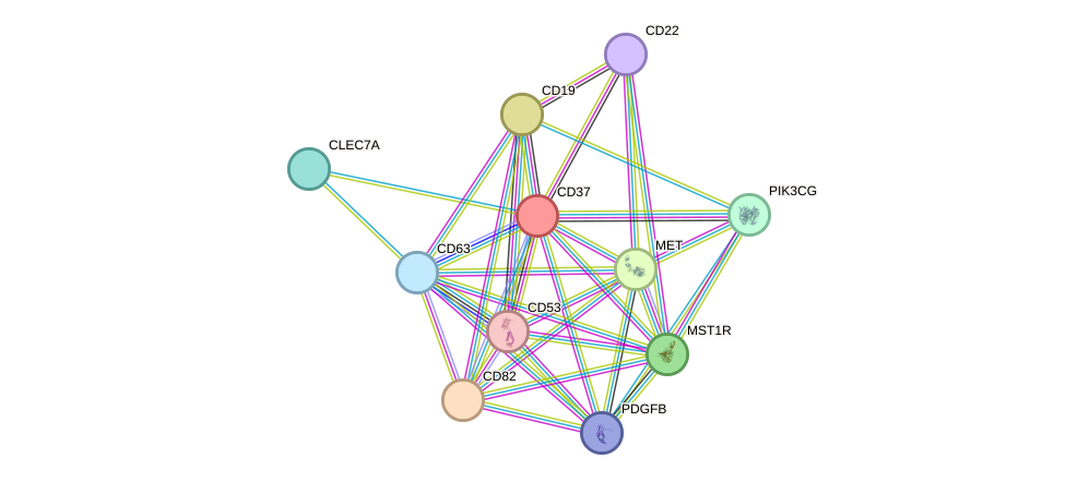 STRING protein interaction network