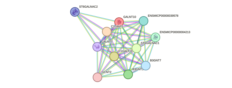 STRING protein interaction network