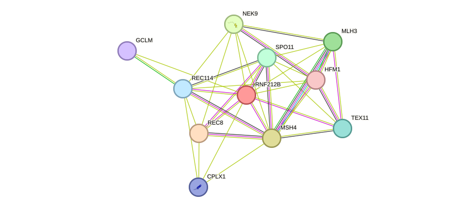 STRING protein interaction network