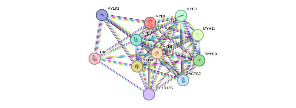 STRING protein interaction network