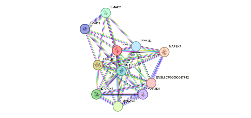 STRING protein interaction network