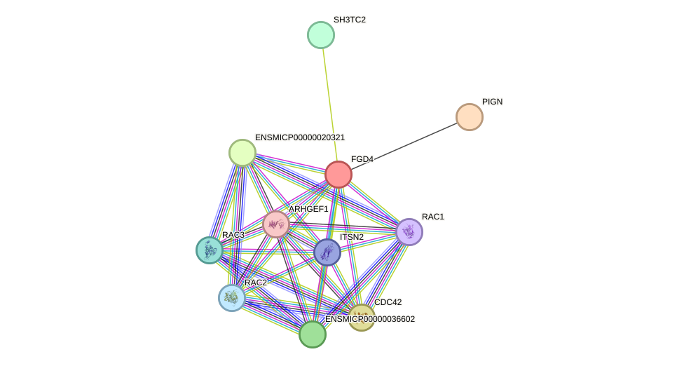 STRING protein interaction network