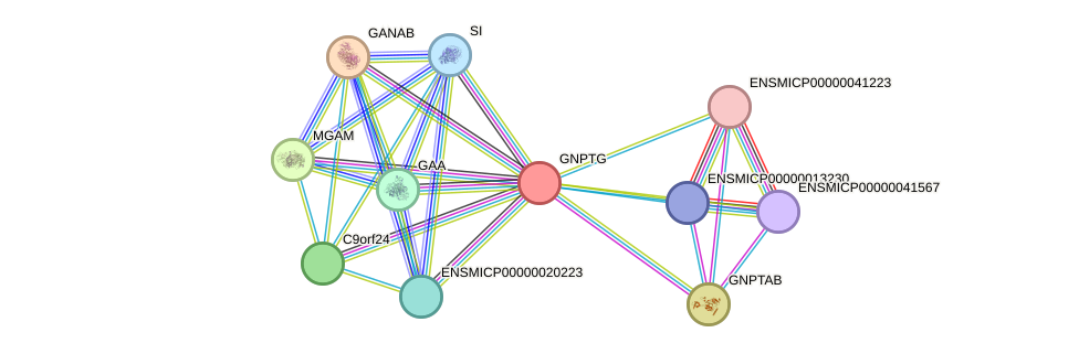 STRING protein interaction network