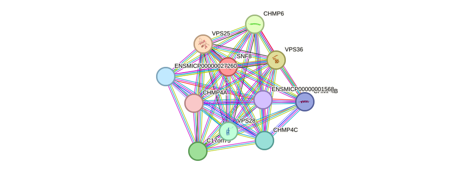 STRING protein interaction network