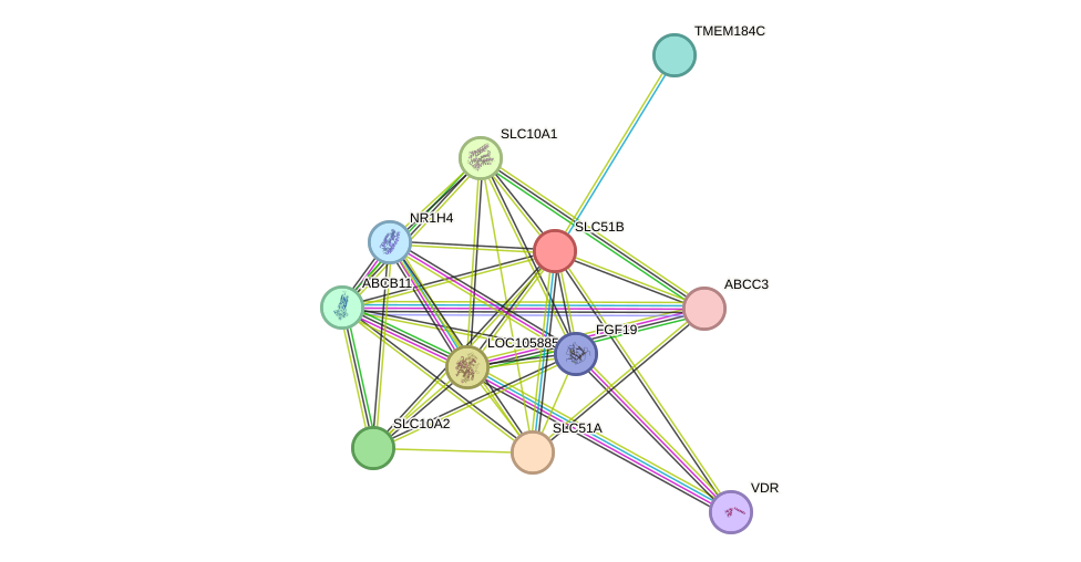 STRING protein interaction network