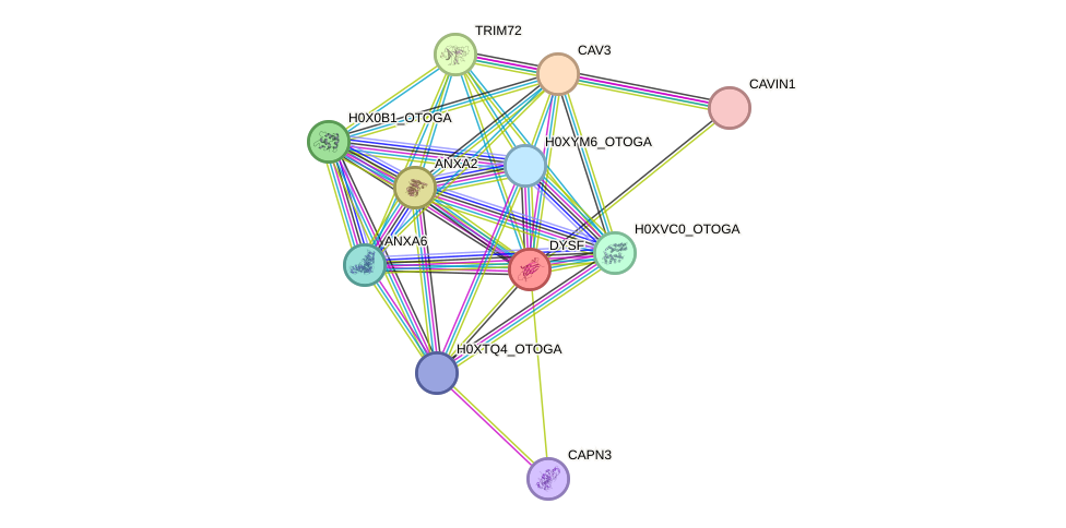 STRING protein interaction network