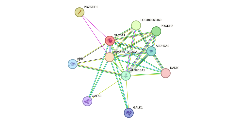 STRING protein interaction network