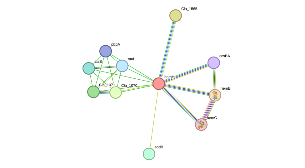 STRING protein interaction network