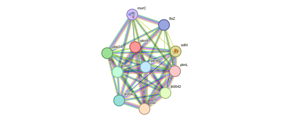 STRING protein interaction network