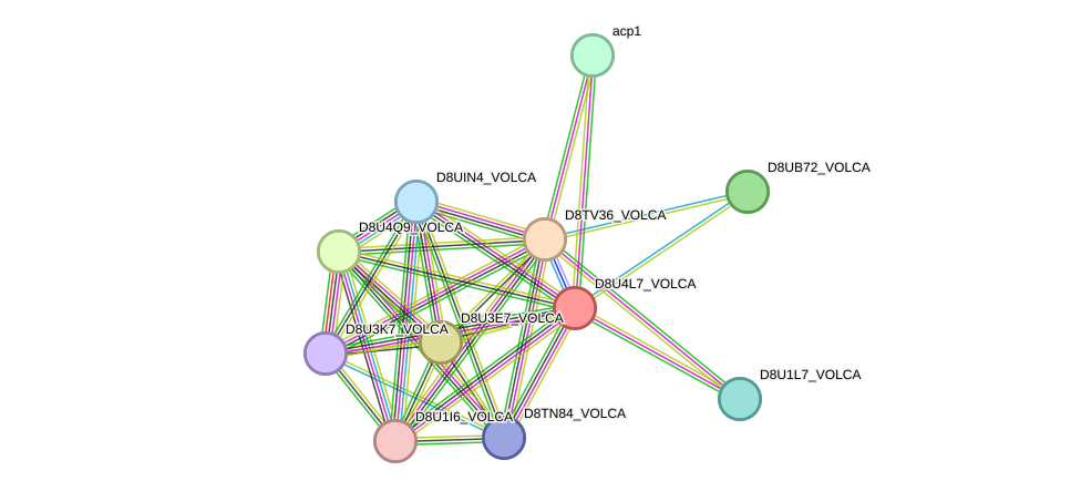 STRING protein interaction network