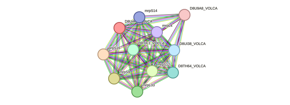 STRING protein interaction network