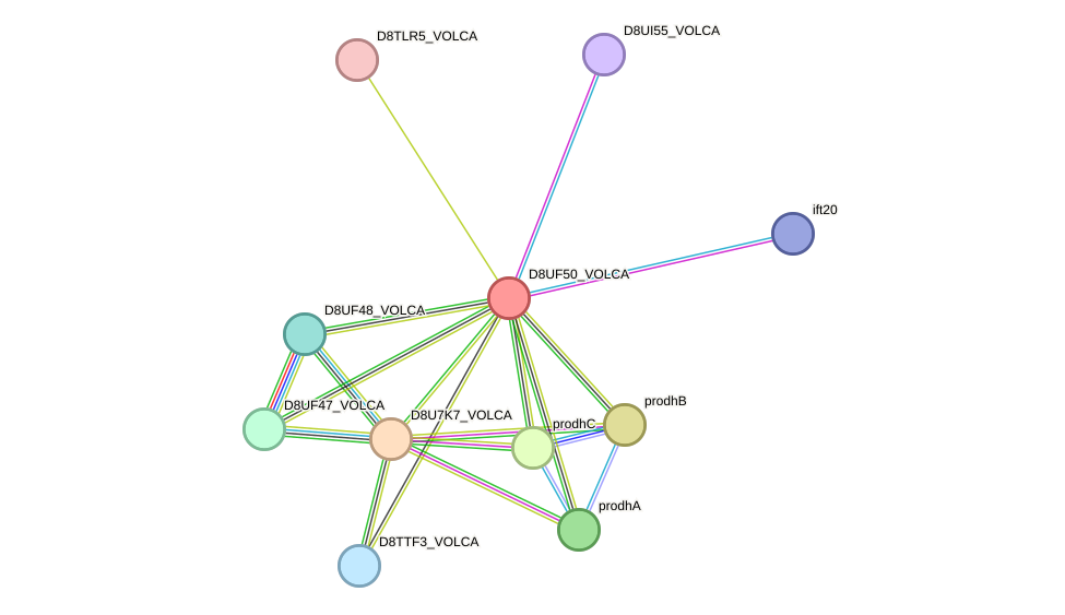 STRING protein interaction network