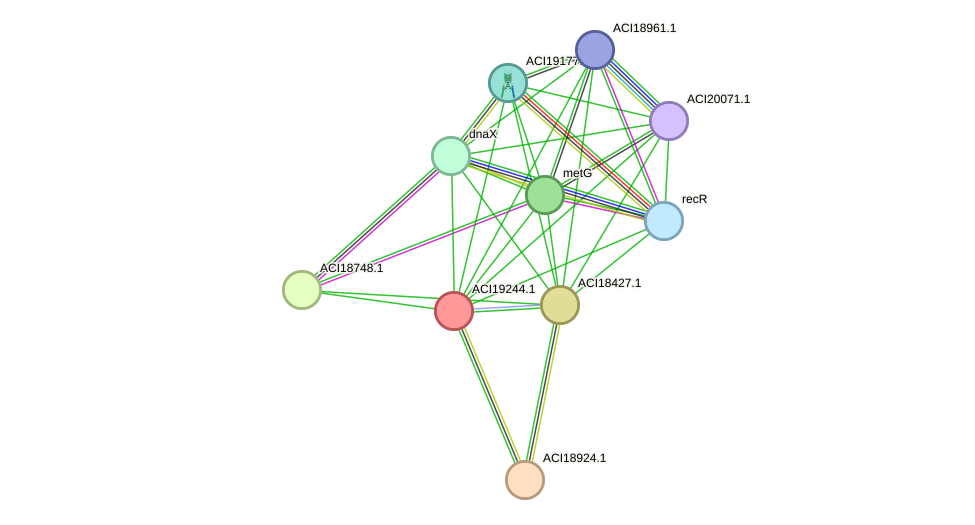 STRING protein interaction network