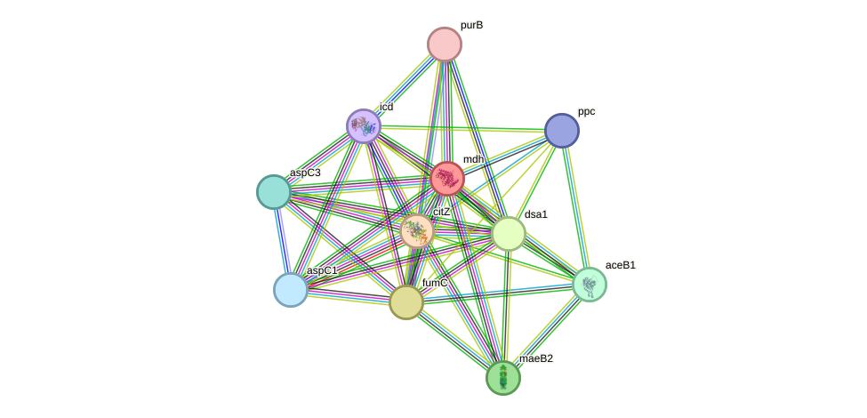 STRING protein interaction network