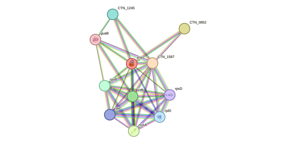 STRING protein interaction network