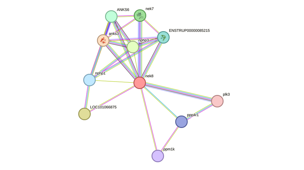 STRING protein interaction network