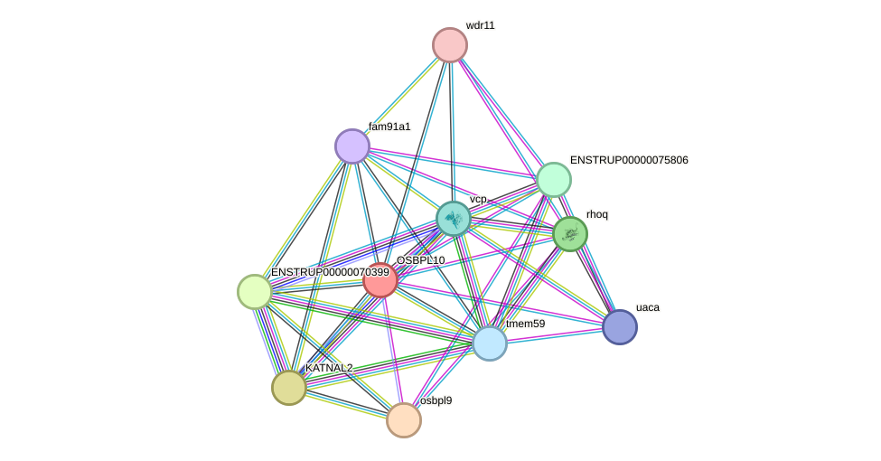 STRING protein interaction network