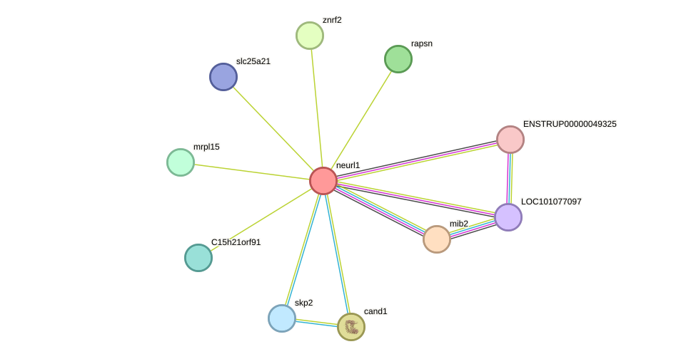 STRING protein interaction network