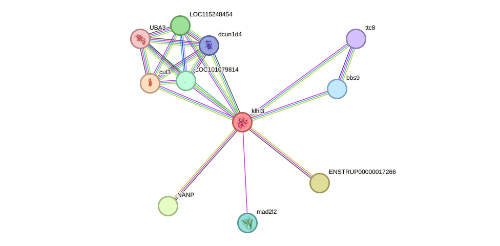 STRING protein interaction network