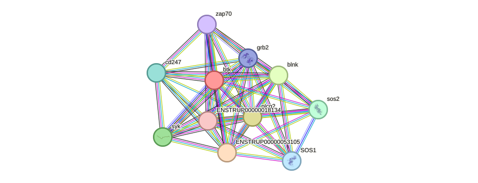 STRING protein interaction network