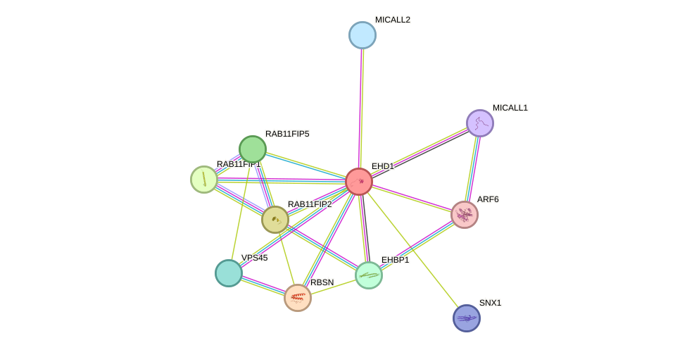 STRING protein interaction network